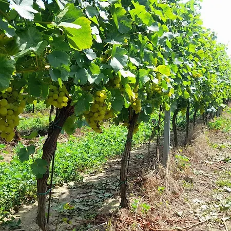 Wellness Vinny Dom 게스트하우스