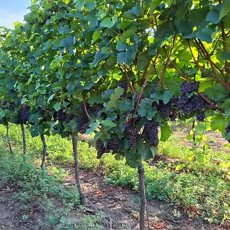 Gæstehus Wellness Vinny Dom