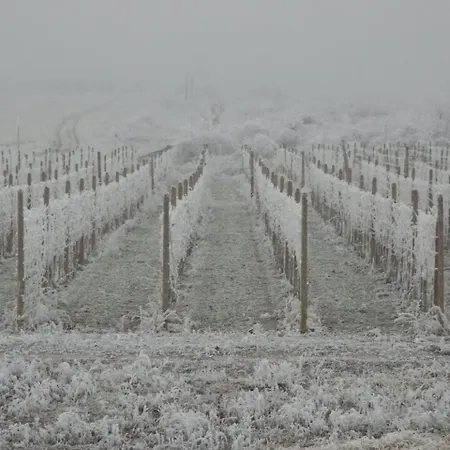 Gæstehus Wellness Vinny Dom Streda nad Bodrogom
